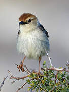 Levaillant's Cisticola