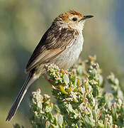 Levaillant's Cisticola