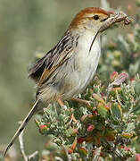 Levaillant's Cisticola