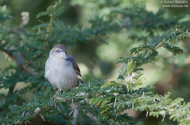 Singing Cisticola