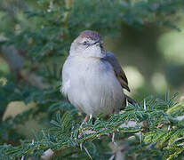 Singing Cisticola