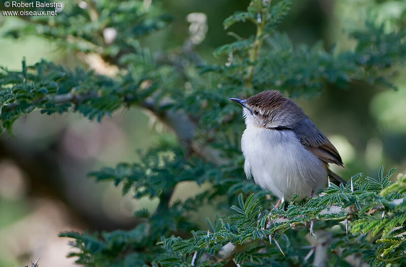 Singing Cisticola