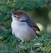 Singing Cisticola