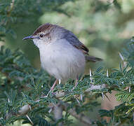 Singing Cisticola