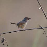 Singing Cisticola