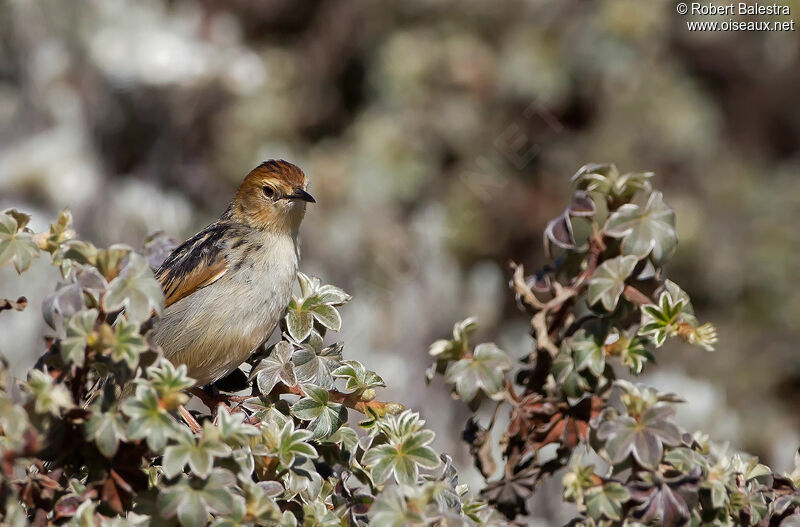 Ethiopian Cisticola