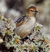 Ethiopian Cisticola