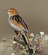 Ethiopian Cisticola