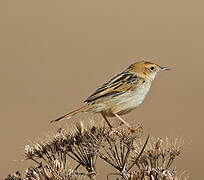 Ethiopian Cisticola