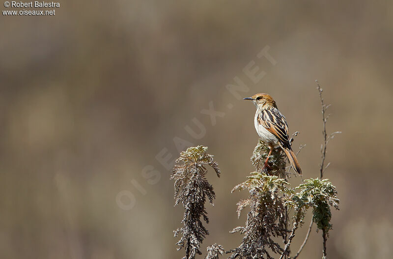 Ethiopian Cisticola