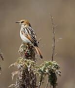 Ethiopian Cisticola