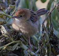 Ethiopian Cisticola