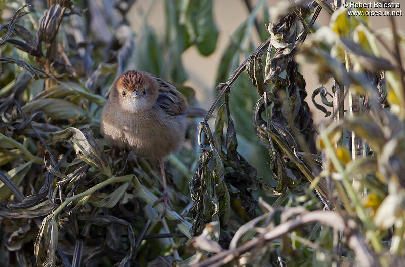 Ethiopian Cisticola