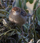 Ethiopian Cisticola