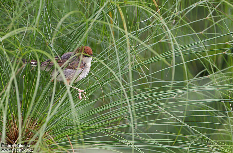 Carruthers's Cisticola, habitat