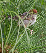 Carruthers's Cisticola