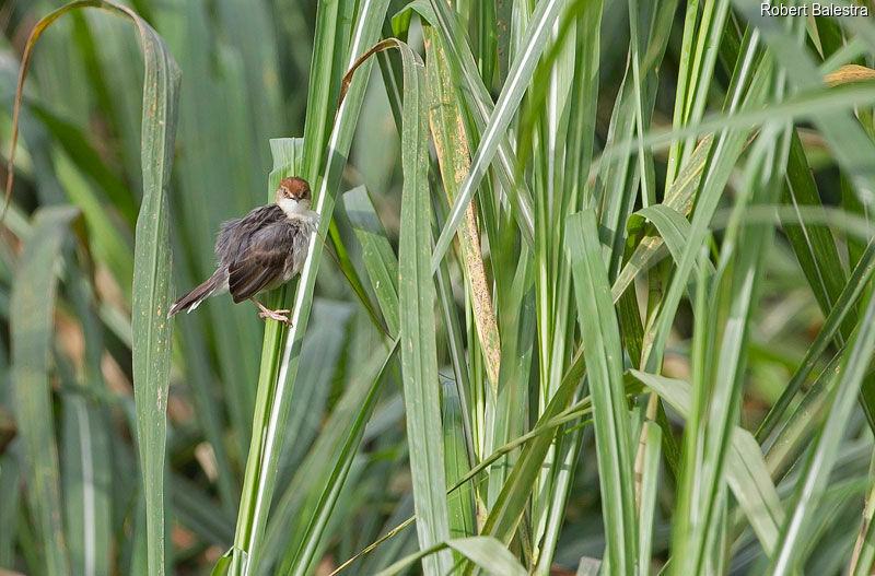 Carruthers's Cisticola