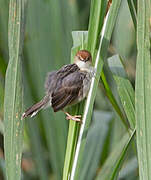 Carruthers's Cisticola