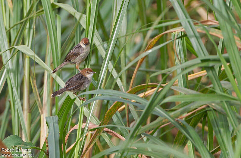 Cisticole de Carruthers, habitat, Comportement