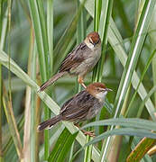 Carruthers's Cisticola