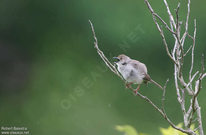 Trilling Cisticola male