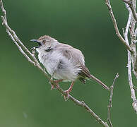 Trilling Cisticola