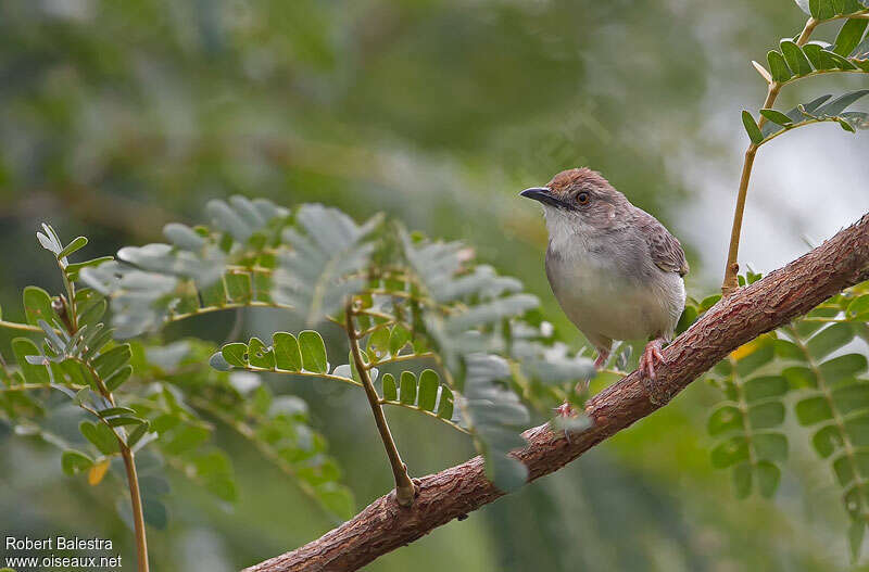 Trilling Cisticola male adult, close-up portrait