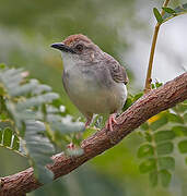 Trilling Cisticola