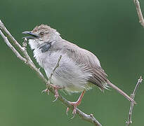 Trilling Cisticola