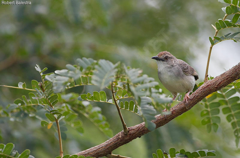 Trilling Cisticola