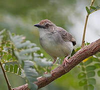 Trilling Cisticola