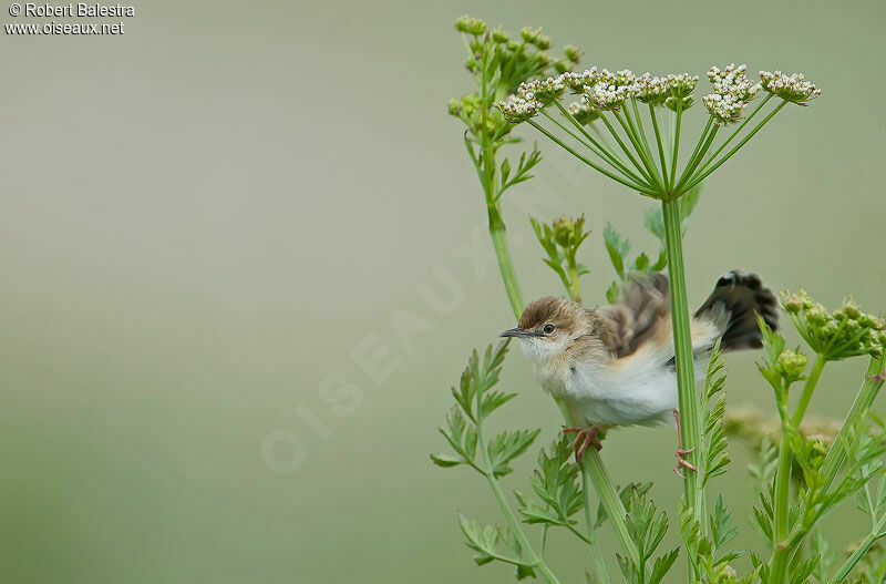 Zitting Cisticola