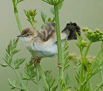 Zitting Cisticola