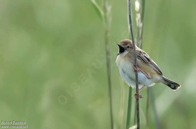 Zitting Cisticola male adult, habitat, song