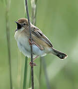 Zitting Cisticola