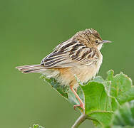 Zitting Cisticola