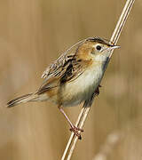 Zitting Cisticola