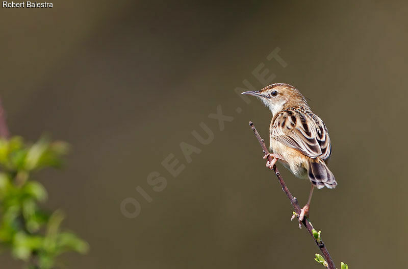 Zitting Cisticola