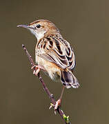 Zitting Cisticola