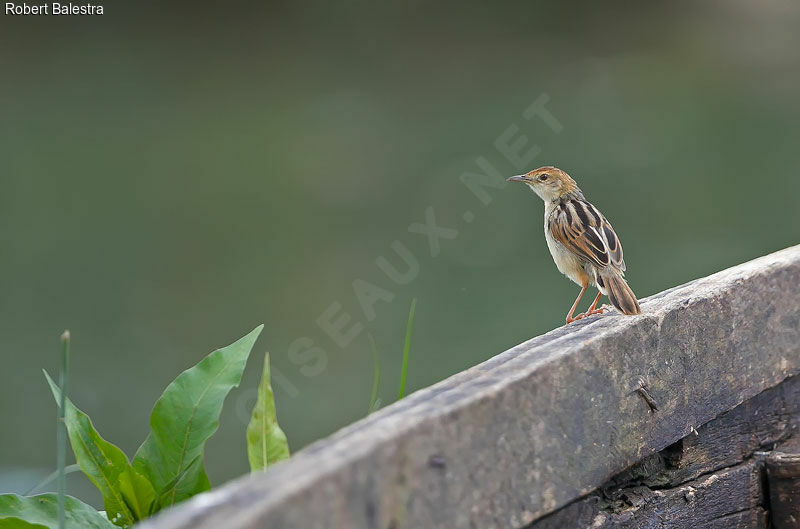 Winding Cisticola