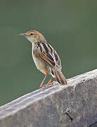 Winding Cisticola