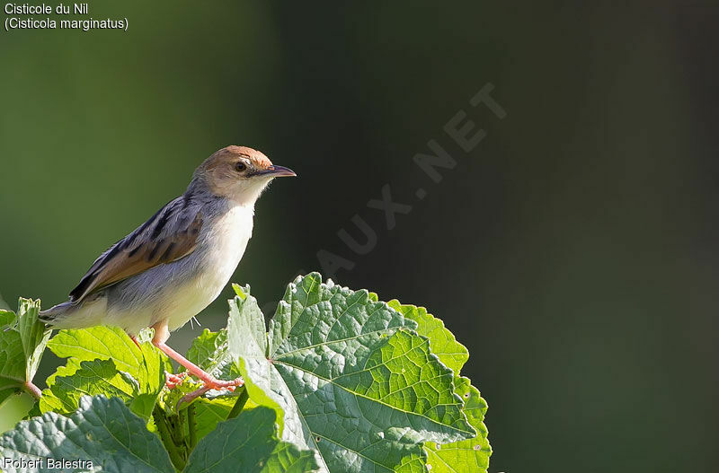 Winding Cisticola