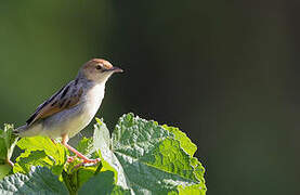 Winding Cisticola