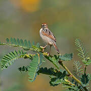 Winding Cisticola