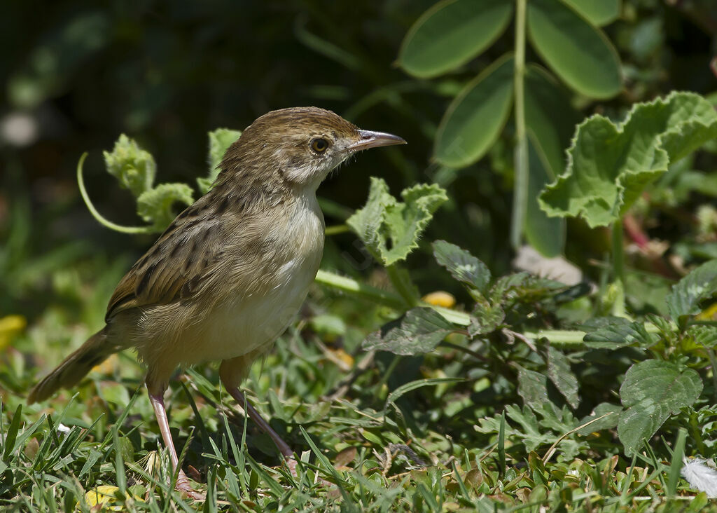 Rattling Cisticola