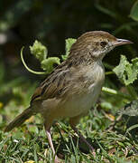 Rattling Cisticola