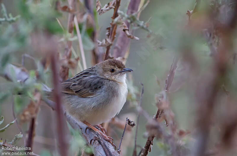 Rattling Cisticolaadult