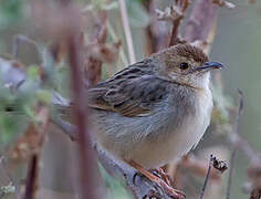 Rattling Cisticola