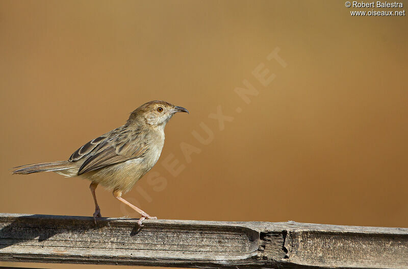 Rattling Cisticola