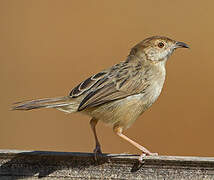 Rattling Cisticola